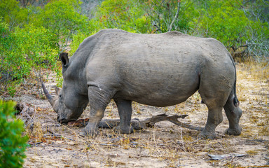 white rhino in kruger national park, mpumalanga, south africa 47