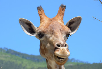 Naklejka premium Giraffe's funny muzzle in the foreground of blue sky and distant forest. Cute and kind giraffe looks like saying something