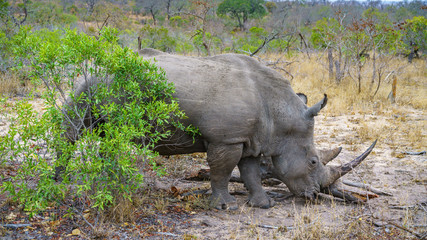 white rhino in kruger national park, mpumalanga, south africa 58