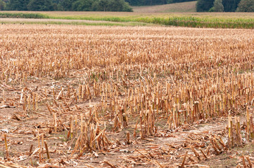 Maisfeld geerntet im Spätsommer