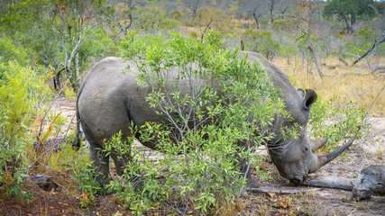 white rhino in kruger national park, mpumalanga, south africa 63