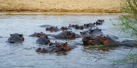 Fototapeta premium hippos in kruger national park, mpumalanga, south africa 6