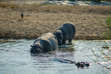 hippos in kruger national park, mpumalanga, south africa 16