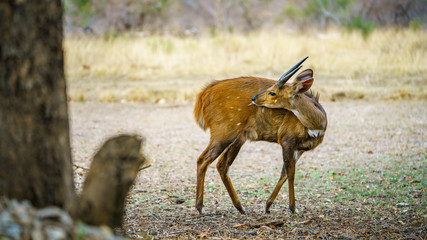 bushbuck in kruger national park, mpumalanga, south africa 13