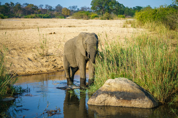 Obraz premium elephant in kruger national park, mpumalanga, south africa 6