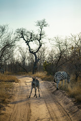 zebras in kruger national park, mpumalanga, south africa 5
