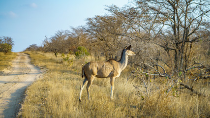 kudu in kruger national park, mpumalanga, south africa 7