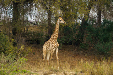 giraffe in kruger national park, mpumalanga, south africa 1