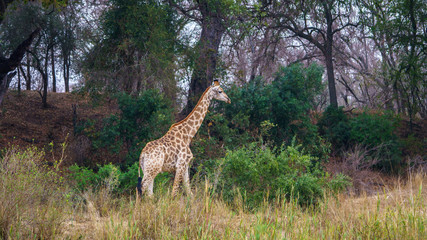giraffe in kruger national park, mpumalanga, south africa 2