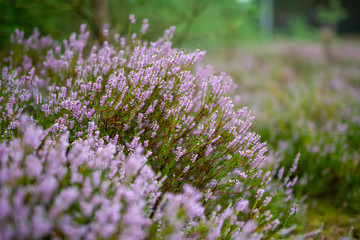 Fototapeta na wymiar Blossoming Heather on the meadow. Forest area
