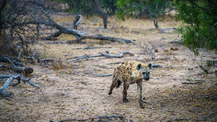 hyena in kruger national park, mpumalanga, south africa 16