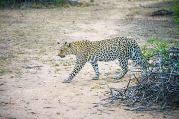 leopard in kruger national park, mpumalanga, south africa 14