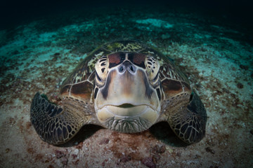 Fototapeta premium A Green Turtle Beautiful and endangered green turtles - Chelonia mydas - take refuge in the warm waters of Komodo National Marine Park in Indonesia.