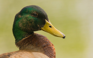 Mallard