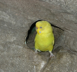 yellow bird