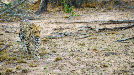 leopard in kruger national park, mpumalanga, south africa 22