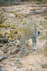 leopard in kruger national park, mpumalanga, south africa 25