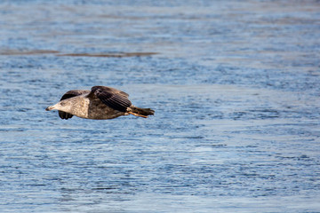 Fototapeta premium seagull in flight 
