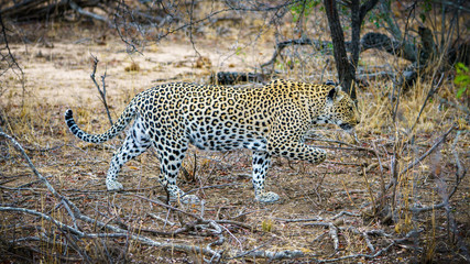 leopard in kruger national park, mpumalanga, south africa 30