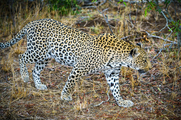 leopard in kruger national park, mpumalanga, south africa 31