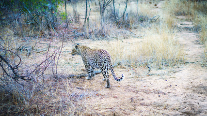 leopard in kruger national park, mpumalanga, south africa 38