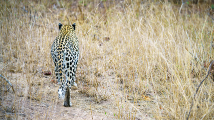leopard in kruger national park, mpumalanga, south africa 44