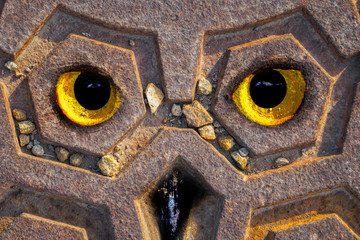Manhole Cover Owl