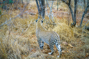 leopard in kruger national park, mpumalanga, south africa 48
