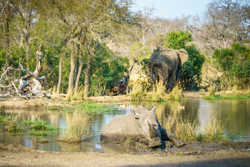 white rhino and elephant at a pond in kruger national park, mpumalanga, south africa 3