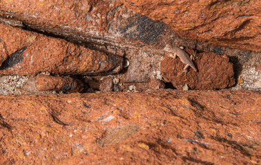 lizard on rock