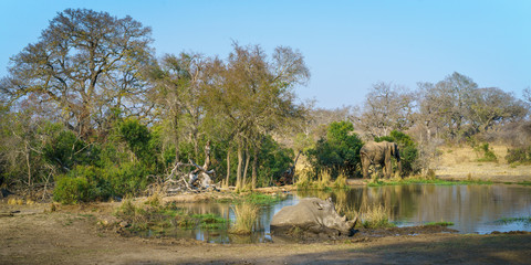 white rhino and elephant at a pond in kruger national park, mpumalanga, south africa 9