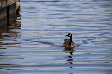 Goose Swimming