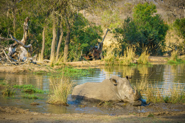 white rhino at a pond in kruger national park, mpumalanga, south africa 60
