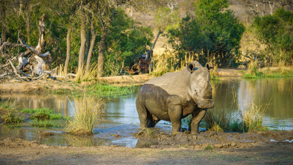 white rhino at a pond in kruger national park, mpumalanga, south africa 66