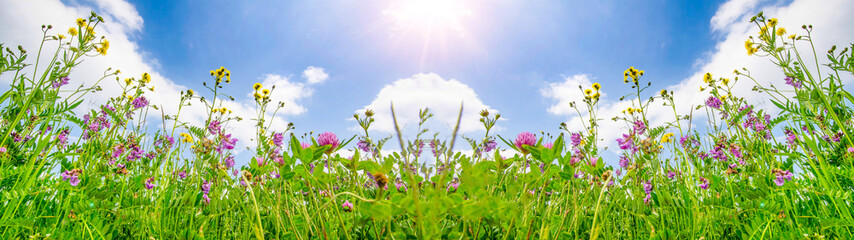 Spring background banner long - Panorama of blooming flowers on spring / summer meadow with...