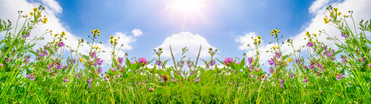 Spring background banner long - Panorama of blooming flowers on spring / summer meadow with sunshine and blue cloudy sky