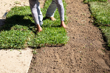 Gardener installing natural grass turf, professional installing beautiful new sod lawn