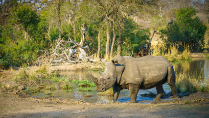 white rhino at a pond in kruger national park, mpumalanga, south africa 75