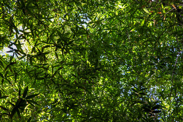 A canopy of green leaves
