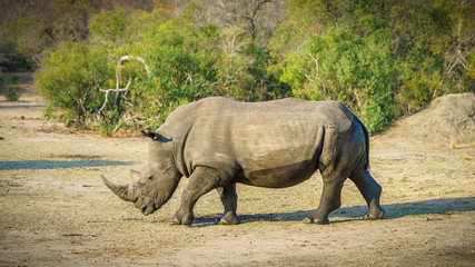 white rhino in kruger national park, mpumalanga, south africa 5