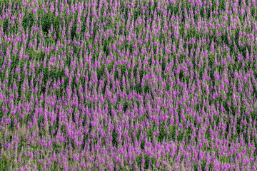 Fototapeta premium Field of fireweed pink flowers in bloom