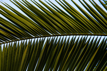 An abstract of tropical green leaves