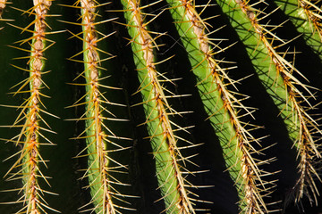 close up of a cactus