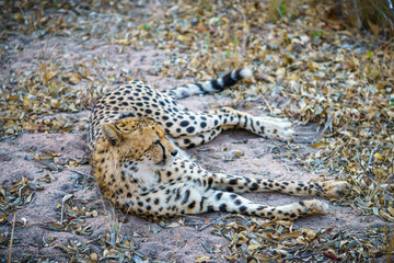Naklejka premium cheetah in kruger national park, mpumalanga, south africa