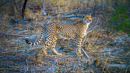 cheetah in kruger national park, mpumalanga, south africa