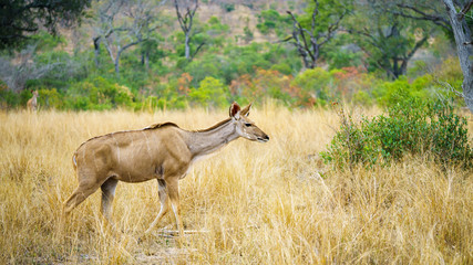 kudus in kruger national park, mpumalanga, south africa
