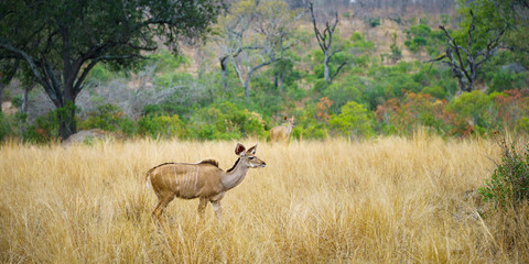 kudus in kruger national park, mpumalanga, south africa