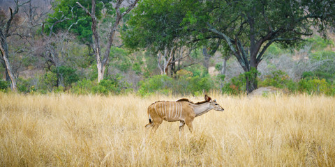 Fototapeta na wymiar kudus in kruger national park, mpumalanga, south africa