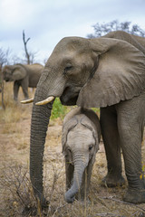 elephants in kruger national park, mpumalanga, south africa