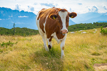 Fototapeta na wymiar Cow on a mountain pasture in the mountains, around a flock of flies